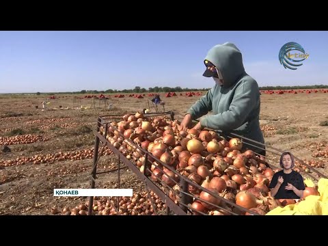 Видео: Шеңгелділік шаруалар пияз егуді азайтты