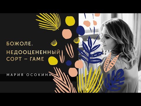 Видео: Божоле. Недооцененный сорт – гаме
