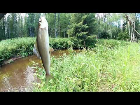 Видео: Ловля хариуса skagit сборкой на лесной реке, попалась Форель!!!