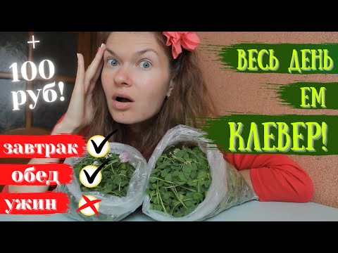 Видео: Весь день Ем клевер / Пельмени с клевером