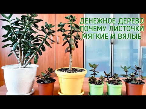 Видео: Денежное дерево. Почему листочки мягкие и вялые
