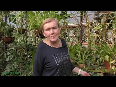 Видео: Цветение орхидей(Аngraecum,Lycaste,Pleurothallis)