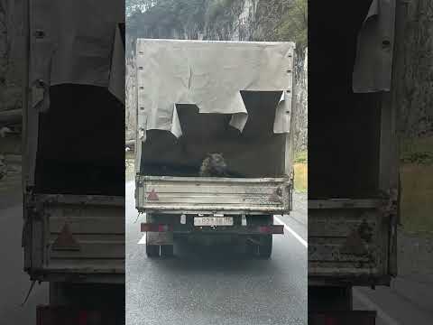 Видео: Северная Осетия Кармадонское ущелье 10.09.2025