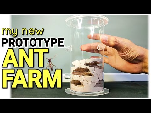 Видео: ВИДИМОЕ гнездо, но БИОАКТИВНОЕ | колония D