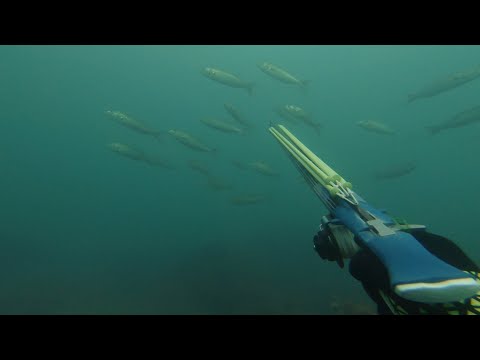 Видео: Кефаль  Луфарь Горбыль  Подводная охота