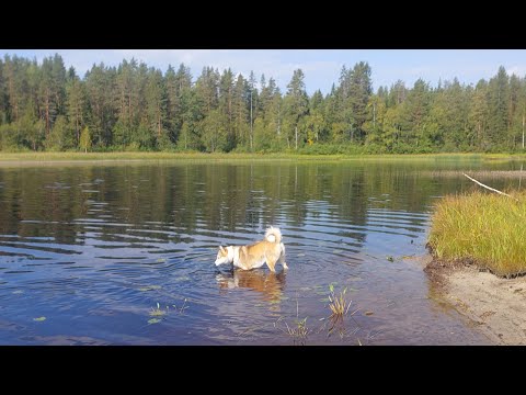 Видео: Первое утро в тайге