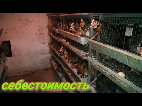 Видео: 🇺🇦 250 кур, заработок, реалии жизни, рентабельность!!!