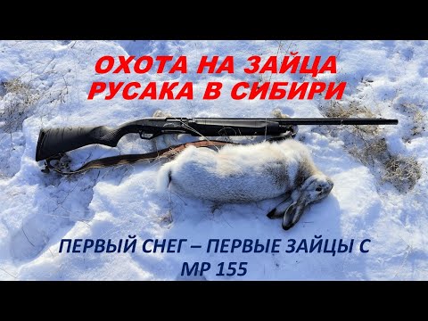 Видео: Охота на зайца РУСАКА в СИБИРИ. Первый снег - первые зайцы.