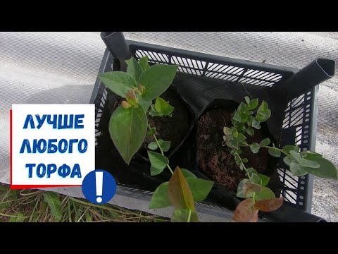 Видео: Голубика в биогумусе