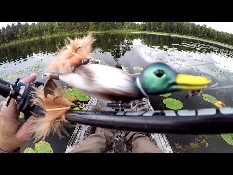 Видео: Ловля крупного окуня на приманку «Утка»!