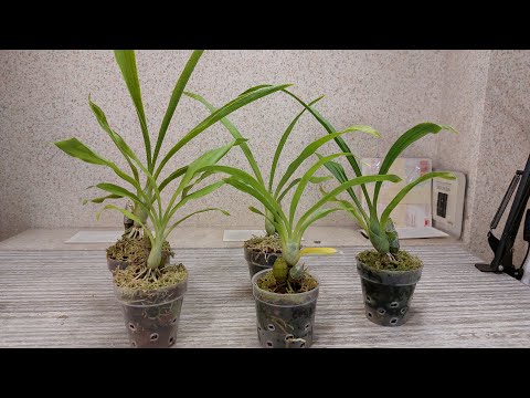 Видео: Как прошел первый адаптационный сезон для морковок от YihCheng. Катасетум или орхидея морковка.