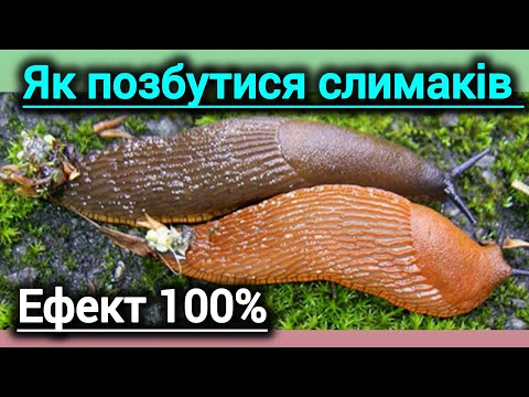 Видео: Як позбутися іспанських та інших слимаків. Найкращий і найдешевший засіб.