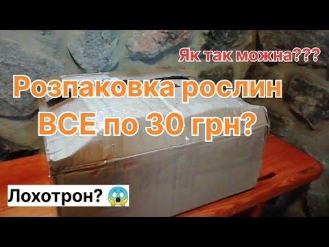 Видео: Купила Рослини за Копійки і Ось Що Отримала! #розпаковка #рослини #садівництво