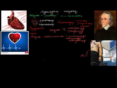 Видео: Адамдын жүрөгү