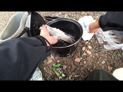 Видео: рыбалка на хариуса осень 2020 река Чулым