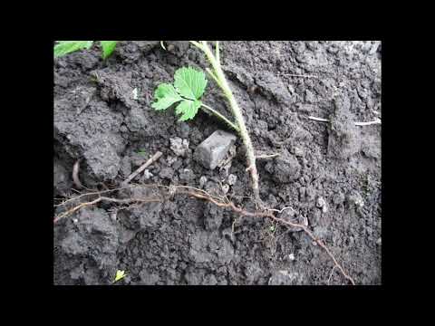 Видео: Коли пересаджувати малину-премудрості досвідчених садівників