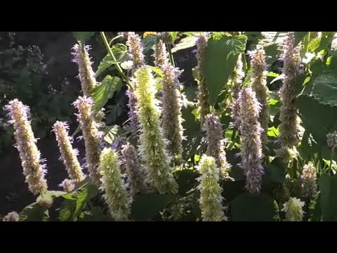 Видео: Как я вырастил многоколосник мексиканский (лофант) из семян