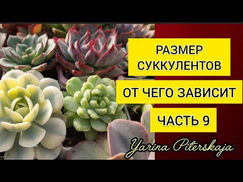Видео: Размер суккулентов. От чего зависит. Виды. Часть 9.