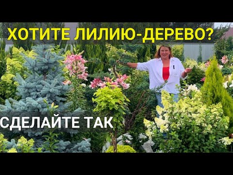 Видео: Сделайте ТАК с ЛИЛИЯМИ ОСЕНЬЮ, получите ДЕРЕВЬЯ из ЦВЕТОВ 🌺  | Лилии: уход, удобрения, посадка