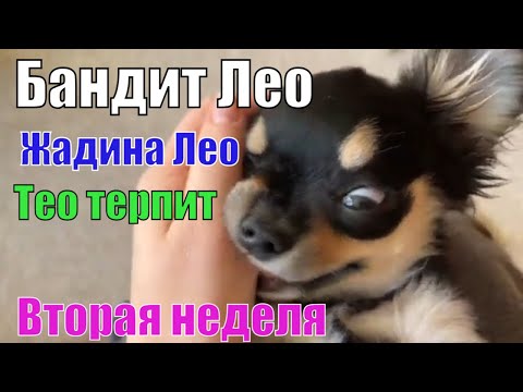 Видео: Тео и Лео. Вторая неделя в нашем доме.