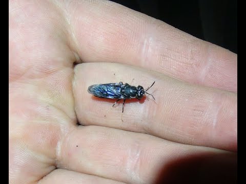 Видео: Черная львинка- первые мухи.