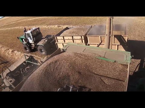 Видео: Комбайн ДОН-1500Б и Палессе GS12. Едем молотить суданку на семена.