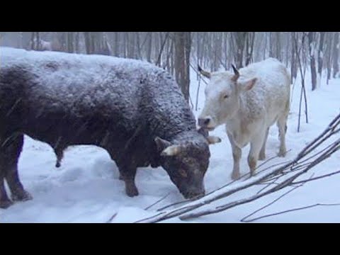 Видео: Коровы в метель на старый новый год.