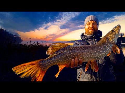 Видео: Чебоксарка.Осенние щуки в заводях Волги.