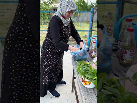 Видео: ЗАГОТОВКА ВИНОГРАДНЫХ ЛИСТЬЕВ НА ЗИМУ .