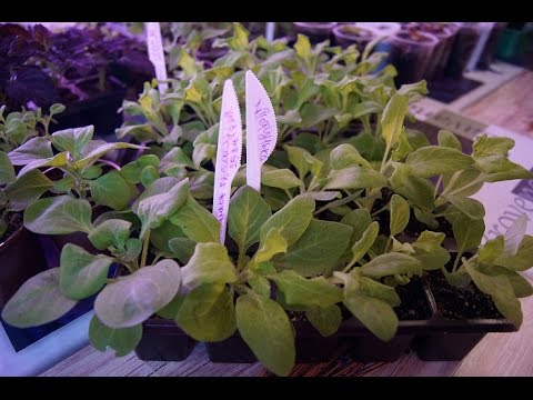 Видео: Мои ПЕТУНИЧКИ УХОД  ПРИЩИПКА ПОЛИВ ПОДКОРМКИ ЧАСТЬ 4