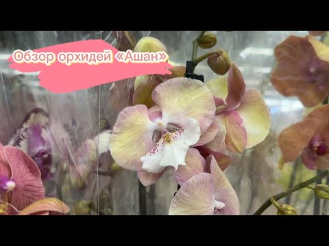 Видео: Обзор СВЕЖЕГО ЗАВОЗА орхидей / Магазин «АШАН» / Орхидеи по 890 рублей