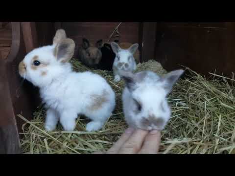 Видео: Обзор, Гнездо Крольчихи "Кролики" Моя Дача" Германия