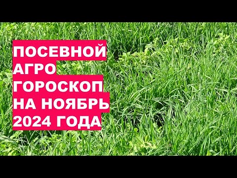 Видео: НОЯБРЬ 2024: МОЖНО ЛИ ЧТО-ТО ЕЩЕ ПОСЕЯТЬ И ПОСАДИТЬ?