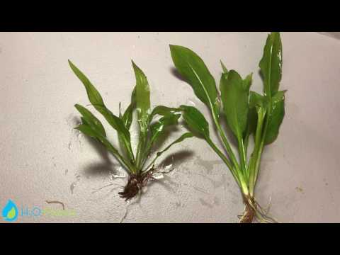 Видео: КАК БОРОТЬСЯ С ТАЮЩИМИ РАСТЕНИЯМИ | ЕЖЕДНЕВНАЯ ОБРЕЗКА 28