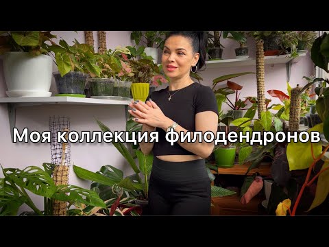 Видео: Мои филодендроны☘️