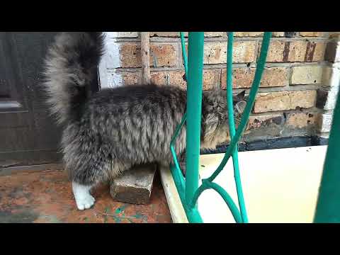 Видео: В селе у СВЕКРУНЬКИ !👍