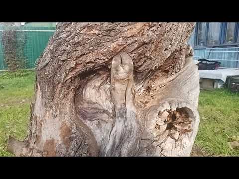 Видео: Спасаем старую яблоню с помощью капельного полива!