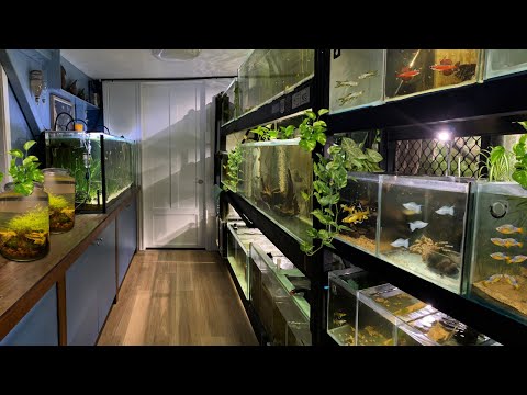 Видео: 25 аквариумов в этой домашней рыбной комнате — подробный обзор!