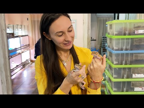 Видео: РЕДКИЕ И ЛЕГЕНДАРНЫЕ ГЕККОНЫ