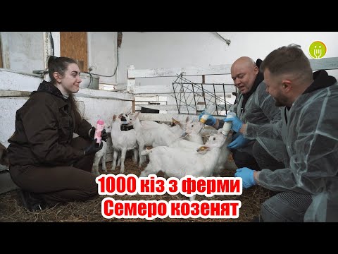 Видео: 1000 кіз з ферми Семеро козенят