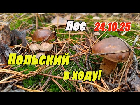 Видео: Грибы октября. Польский в ходу! Поход в лес 24.10.25