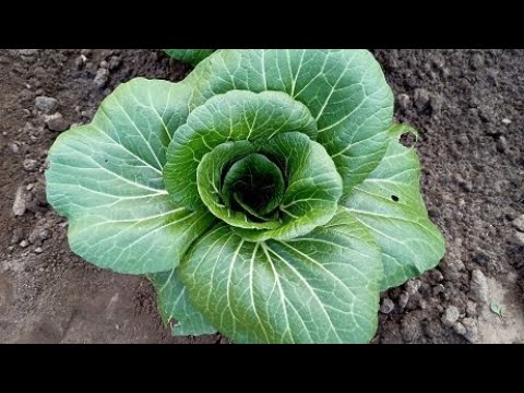 Видео: Китайская капуста Пак-Чой: как вырастить в открытом грунте