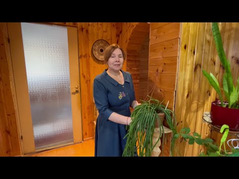 Видео: Обзор комнатных растений. #30