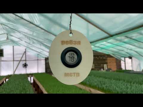 Видео: Выгонка Тюльпанов 3.02.2022 влажность в теплице