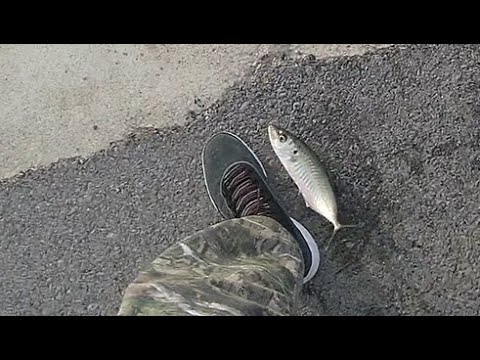 Видео: Закриване на сезон 2024 Весели празници