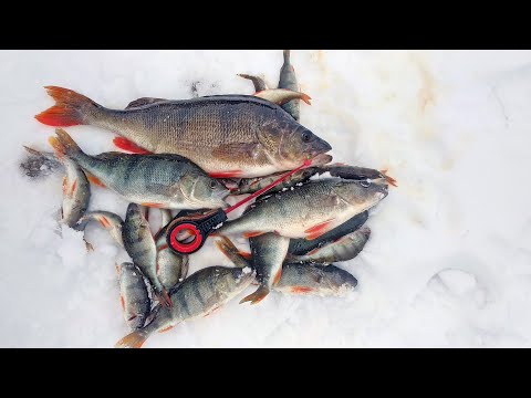 Видео: Ловля ОКУНЯ на ЖИВЦА.КРУПНЫЙ окунь на ЖЕРЛИЦЫ!