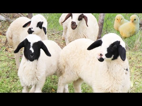 Видео: Игра с милыми утками, коровами, катание на милых козах, сельскохозяйственных животных