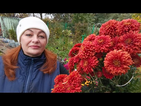 Видео: КАК СОХРАНИТЬ ХРИЗАНТЕМУ ДО СЛЕДУЮЩЕГО СЕЗОНА. РАССКАЗЫВАЮ НЕСКОЛЬКО СПОСОБОВ.