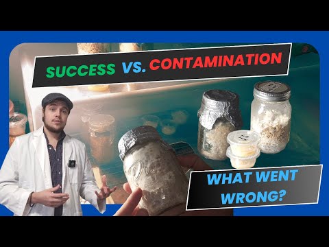 Видео: Устранение проблем с загрязнением при выращивании грибов | Предотвращение и решение проблем