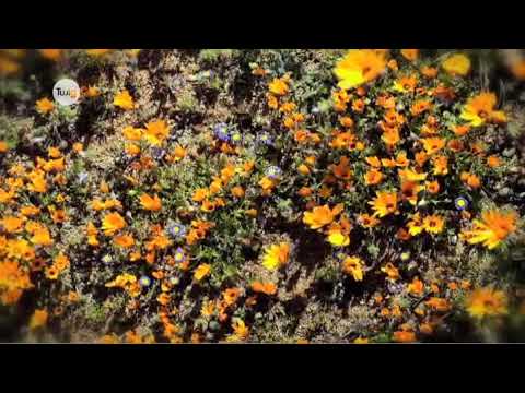 Видео: Өсімдіктердің жыныстық көбеюі